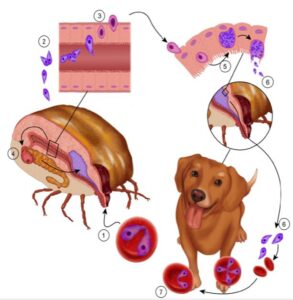 bebioz-2