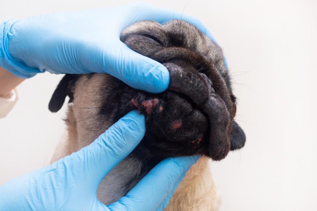 dermatolog